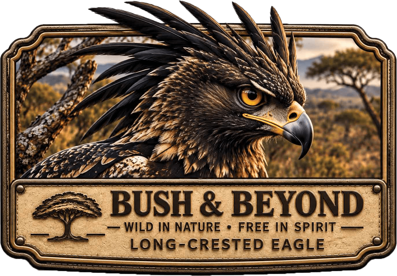 BUSH & BEYOND — Long-crested Eagle